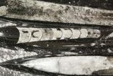 Polished Orthoceras (Cephalopod) Plate - #47981-1